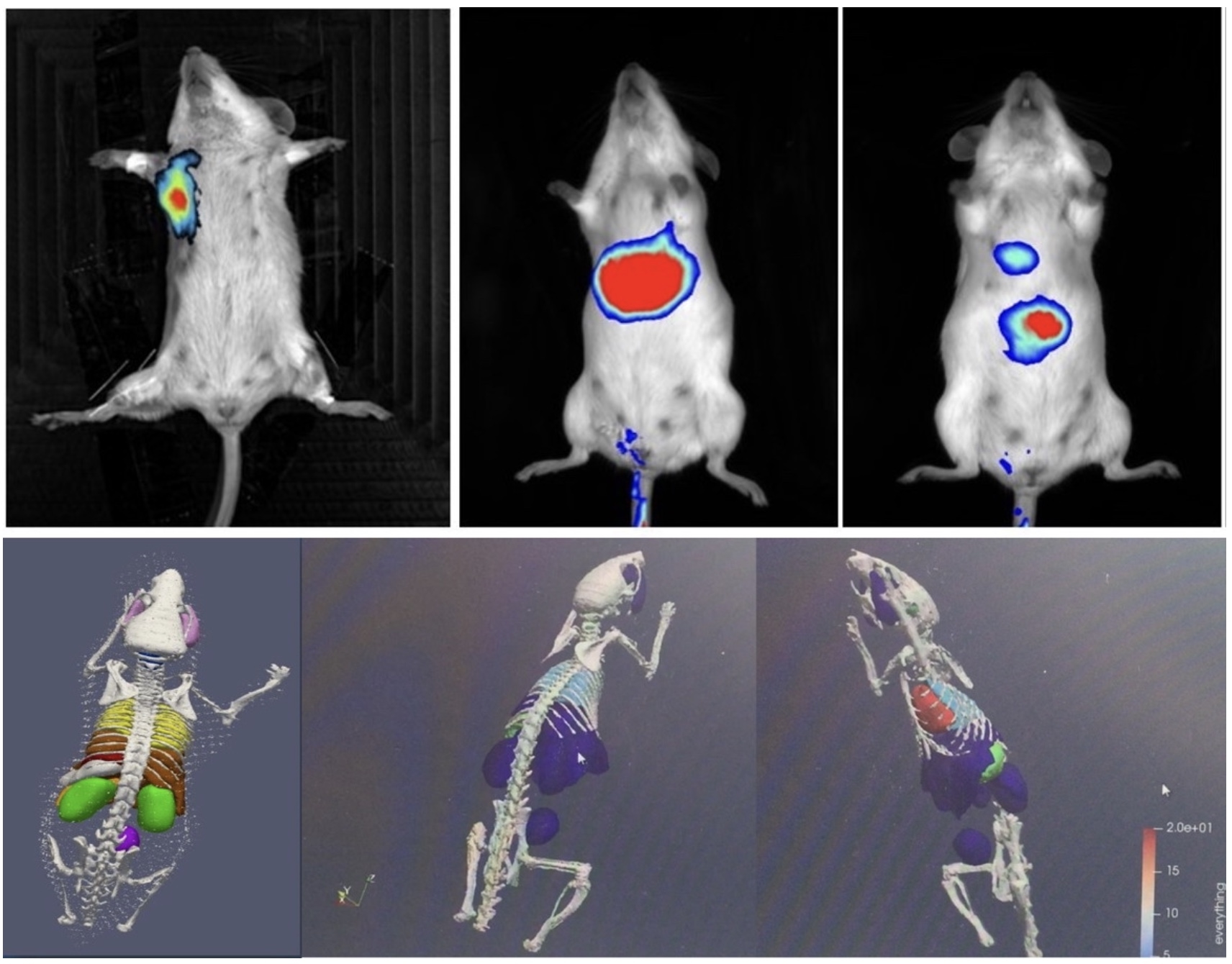 小动物活体成像